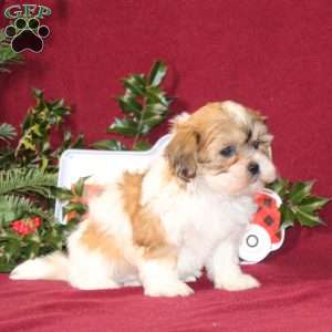 Alyssa, Teddy Bear Puppy